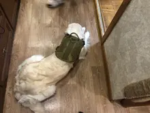 Dog-Harness Loop Dog-Molle-Vest Working Tactical with 2-Metal Buckle Hook Clip Handle