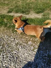 Seat-Belt Harnesses Stunt Puppy Bull Small-Pet Terrier Printed Dogs Chihuahua Shih Tzu