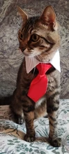Pajarita a rayas para perro y gato, Collar ajustable para mascotas, corbata blanca para perro, y boda para fiesta, 2020
