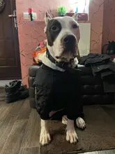 Dog-Coat Winter HOOPET for Dogs Clothing Warm Christmas Big