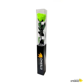 

Mundo eternal Rosa Eterna preserved 55cm Green Electric