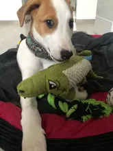 Toys Dog-Toy Squeaker-Toys Pet-Supplies Pet Chew Stuffed Squirrel Animal Bite-Resistant