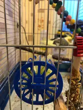 Basket Vegetable-Feeder Bird Pet-Feeding-Supplies Cage Hanging-Toys Fruit 2PCS Multi-Purpose