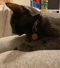 Collar de seguridad ajustable para gatos con cierre a presión, Material de algodón con campana, no mantiene el cuello, productos para cachorros de Mascota, Collar