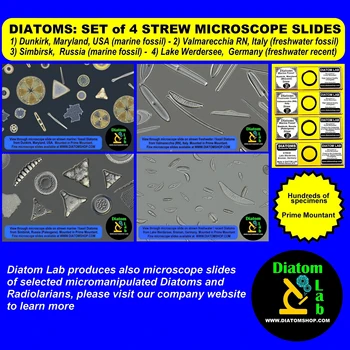 

Set of 4 MICROSCOPE SLIDES of beautiful strewn DIATOMS for microscopes. Diatoms from 4 different locations. Science & Art.