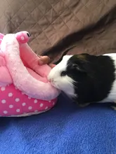 Soft Guinea Pig House Bed Cage for Hamster Mini Animal Mice Rat Nest Bed Hamster House