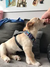 Breathable French Bulldog Harness Printed Reflective Dogs Harness Puppy Small Medium