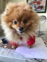 Collar de seguridad delicado para perros, correa de nailon, ajustable, a la moda, campana de camuflaje, gran oferta