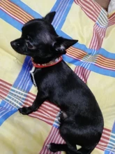 Dog-Collar Dogs Pink Customized Engraved Yorkies Chihuahua for Small