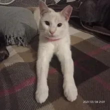 Collar repelente de mosquitos para gatos, ajustable, con pulga y garrapata efectiva, repelente de mosquitos e insectos, suministros para mascotas