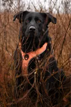 Pet-Harness Truelove Walk Padded Seat-Belt Handle Reflective-Dog Adjustable Small Soft