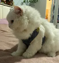 Conjunto de arnés y correa de nailon para perros y gatos, arnés de perrito, Collar de gato de plomo, chaleco para gatos pequeños, suministros para gatos y mascotas