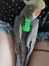 Cuerda de entrenamiento antimordedura para mascotas, Kits de correas ultraligeras, suaves y portátiles, gran oferta