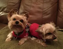 Repelente de perros 3 en 1, dispositivo de Control antiladridos, Entrenamiento de mascotas de ultrasonido, entrenador disuasorio de ladridos