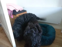 Cat Nest House Bed-Basket Sleeping-Mat Square Plush-Calming Cozy Dogs Warm Small Large