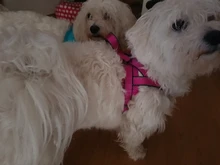 Arnés ajustable para perros medianos y grandes, chaleco reflectante de entrenamiento para caminar, sin tirones, para mascotas