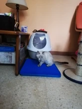 Alfombra de cama impermeable para Gato, alfombra de cama de doble capa antideslizante para gatos, mascotas, atrapador de arena, almohadillas para cama de gato, limpieza de casa, Color