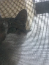 5 unids/lote 15CM PP3 MN1604 batería de 9V Clips conector hebilla que tipo de conexión de Cable 9V batería sostenedor de la Clip Snap conectores de Cable