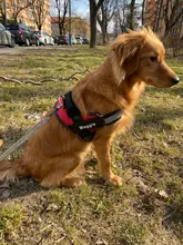 Dog-Harness Vest Name Reflective No-Pull Large Personalized Custom-Patch Breathable 