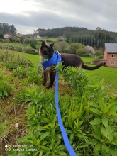 Conjunto de arnés y correa reflectante para gatos, malla de nailon, chaleco para cachorros, ropa para mascotas para perros pequeños, Yorkies, Pug