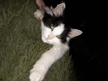 Cat-Toy-Stick Toys Mouse-Cage Bell Feather-Wand Pet-Supplies Random-Color Artificial