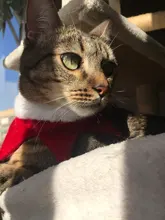 Grooming-Accessories Towel Scarf Necklace Collars Decor Cat Dogs Saliva Adjustable Plush