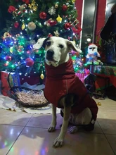 Jackets Dog-Coats Outdoor Winter Pet-Dog Dogs Large Medium for Warm Clothing Kurtka Ubranka