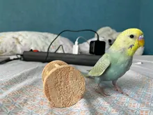 De Madera Juguetes masticables para loro con Bell por aves loros de juguete sonajero juguetes para morder de hámster