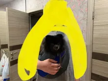 Bolsa de viaje transpirable para mascotas, bolso de hombro de malla Oxford, cómoda, bolso grande de hombro