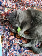 Teeth Grinding Catnip Toys Funny Interactive Plush Cat Toy Pet Kitten Chewing Vocal Toy