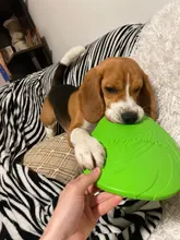 Cat-Toy Flying-Saucer Interactive-Dog-Supplies Dog-Game Puppy Training Chew Silicone