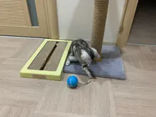 Automatic Smart Cat Toys Ball Interactive Catnip USB Rechargeable Self Rotating Colorful