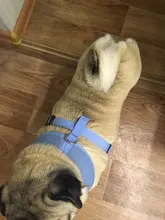 Dog-Harness Pitbull Cats Terrier Truelove Petshop Adjustable Mysudui Black Chihuahua