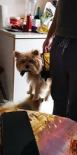 Chaleco Salvavidas para perro, chaqueta Salvavidas para mascota, ropa de seguridad, traje de baño para mascotas, Chaleco de seguridad para verano