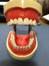 Modelo de enseñanza Dental de Modelo Dental, modelo estándar con mordedores de 32 tornillos, goma dura suave, 28 y 24 dientes
