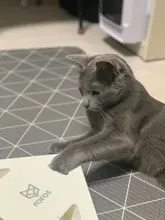 Cat-Toy Cat-Catching-Mouse Magic-Box Crazy-Game Smart-Teasing Interactive Electric MEWOOFUN