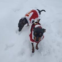 Costume Jackets Yorkie-Outfit Cat-Clothing Puppy Small Dogs Coat Hooded Pet-Dog Winter Dog