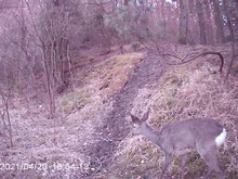 Cámara de caza al aire libre, 12MP, Detector de animales salvajes, cámara de rastreo HD, impermeable, monitoreo, infrarrojo, detección de calor, visión nocturna