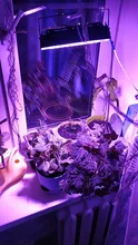 Phyto-Lamp Floodlight Seeding-Lamp Flower Plants-Tent Grow-Box Outdoor Full-Spectrum