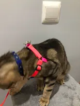 Collar ajustable para mascotas y gatos conjunto de Correa y arnés para gatos y perros, mascotas pequeñas, arcoiris de nailon, conejo, correa para perros Katten Halsband