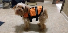 Chaleco Salvavidas para perro, chaqueta Salvavidas para mascota, ropa de seguridad, traje de baño para mascotas, Chaleco de seguridad para verano
