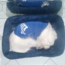 Pet-Bed Puppy Kennel Large Dog Waterproof House Cat-Litter Paw-Print for Four-Seasons