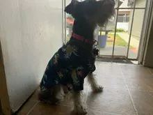 Ropa estampada de verano para mascotas, camisa de playa Floral, chaquetas, abrigo para cachorro de perro, disfraz de gato, ropa de primavera, trajes para mascotas