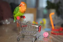 Juego de entrenamiento para mascotas, juguete de pájaro para mascotas, equipo interactivo para loros, actividades divertidas, loro, juguete para mascotas, Skateboard de baloncesto, 1Set