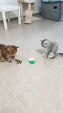 Cat-Toy Bird Pet-Dog Animal-Shape Electric-Rotating Interactive Kitten Training Butterfly