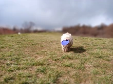 Mordedores de juguete para perros, discos voladores interactivos de goma suave, resistente a mordeduras, productos para entrenamiento de mascotas, 1 unidad