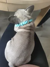 Dog-Collar Engraved Name-Tag Braided Dog Puppy Dogs Small Personalized Free-Bell 