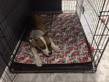 Cama grande para perro, colchoneta de espuma viscoelástica, transpirable, colchón ortopédico de fondo Oxford, para mascota mediana grande pequeña