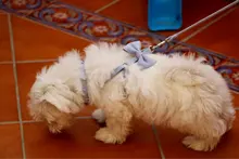 Leash-Collar-Set Dog-Harness Adjustable Small Walking Outdoor Medium Cute Bow Soft 