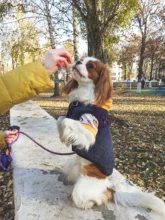 Dog Winter Bulldog-Coat Chihuahu Small French Outfit Puppy Medium Warm 